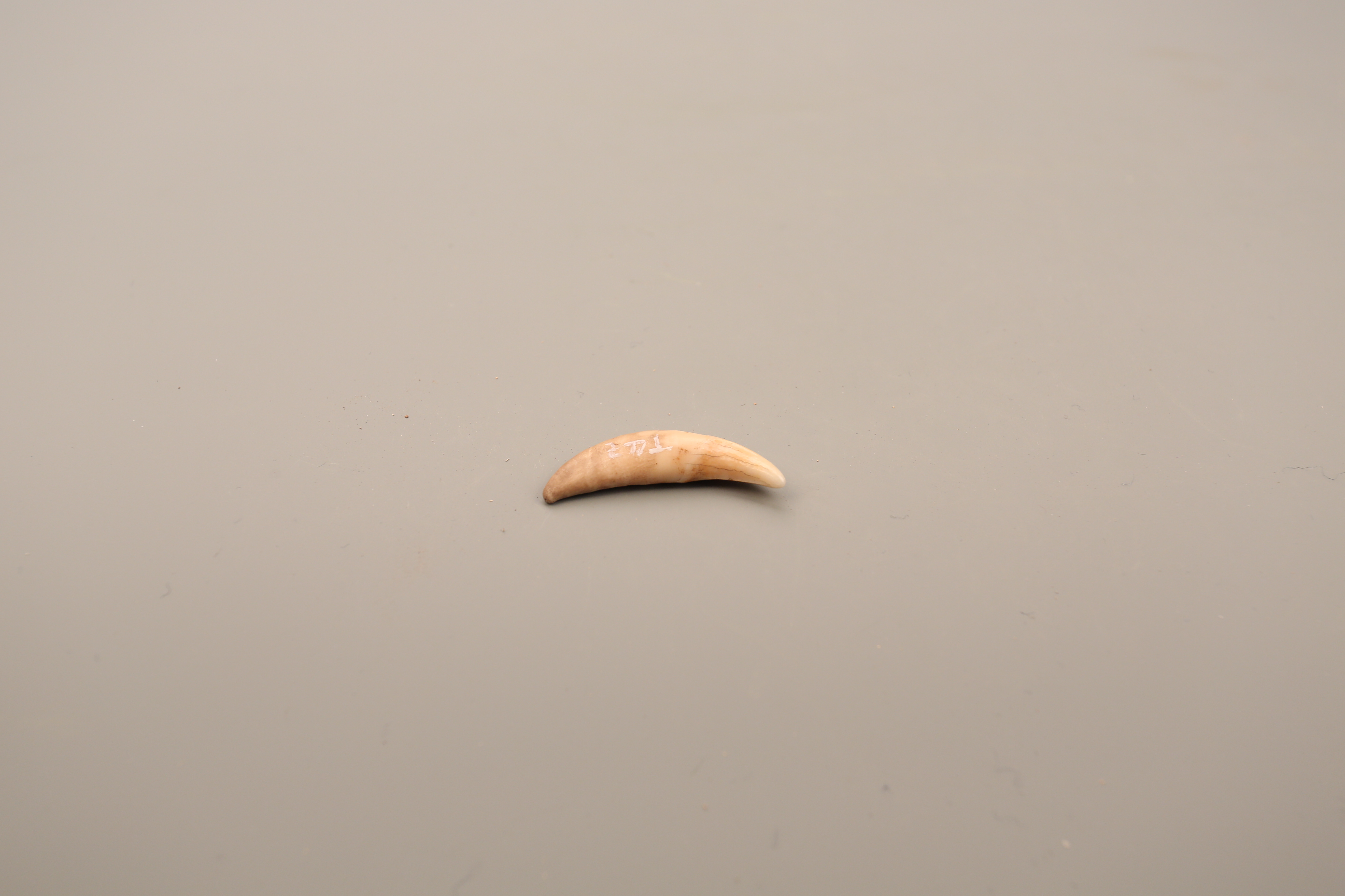 青铜时代齐家文化牙饰